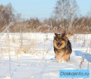 Пушистый пес Мухтар в дар! 1 год