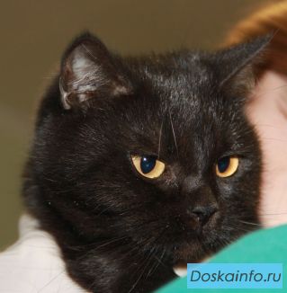 Ищет дом чёрная красавица Пандора.