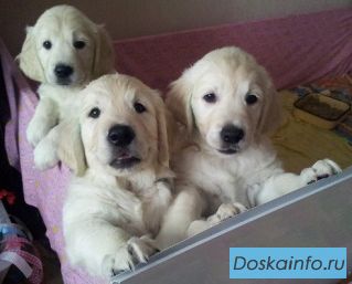 Щенки Золотистого Ретривера