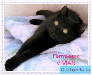 Британские черные котята из питомника VIVIAN