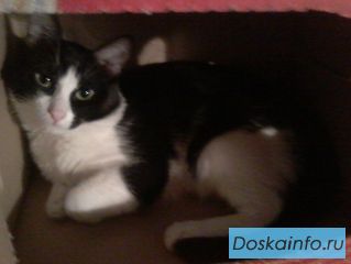 ПРОПАЛ КОТ!!!