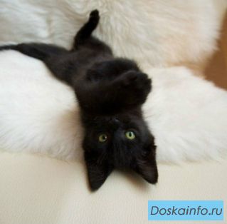 Черная пушистая кошечка ищет хозяйку.