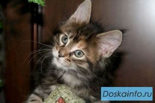 Продажа котят мейн кун!