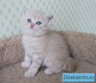 Британские котята!