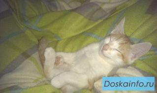 Рыжий котенок на счастье