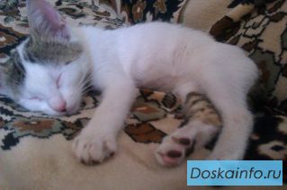 Отдам котёнка!