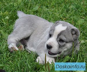 Щенки среднеазиатской овчарки.