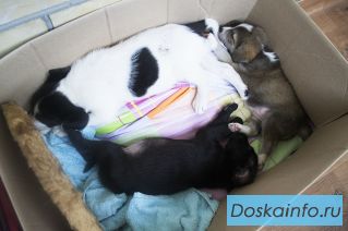 Отдам щенков в добрые руки