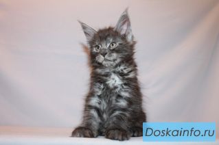 Котята мейн кун из питомника MegaMax