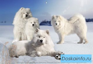Щенки   самоедкой собаки        питомника     Снежный Рифей