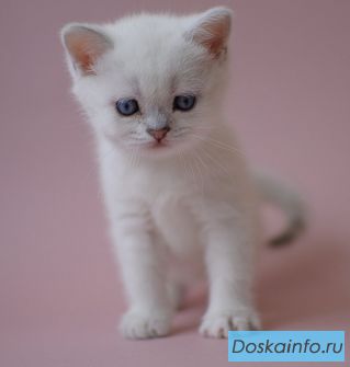 Британские                      котята.         