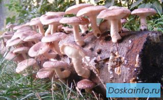 Выращивание грибов шиитаки дома и на даче!