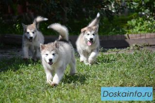 Девочки аляскинского маламута
