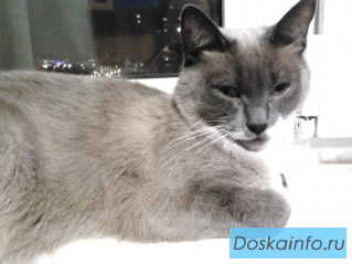 ПРОПАЛА КОШКА