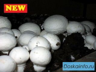 Грибница шампиньонов (зерновой мицелий)!