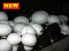 Грибница шампиньонов (зерновой мицелий)!
