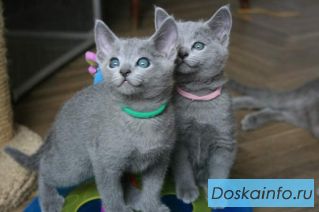 Котята русской голубой