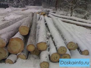 Продажа      леса с       корня:     береза, сосна, ель, пихта.