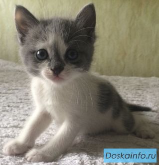 Отдам котенка(девочка)1,5 месяца