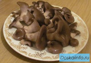 Выращиваем грибы вешенка дома и на даче!