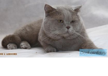 Скоттиш страйт вязка