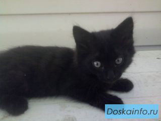 Отдам котят