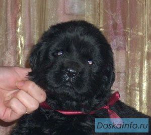 Шоколадные и черные щенки ньюфаундленда