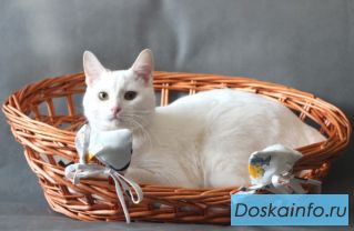 Братья-снеговички ищут дом!