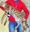Камышовый       кот,      Сервал, Рысь продам котят