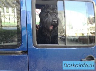Перевозка собак и кошек