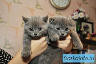 Британские           голубые           котята