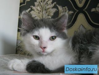 Котенок (девочка) в добрые руки.