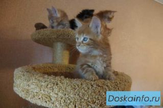 Мейн      куны   разных     окрасов. Шикарные гиганты.