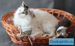 Ищет дом котик Алекс!