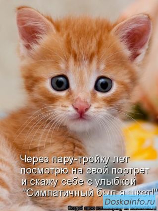 Рыжий котёнок