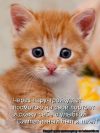 Рыжий котёнок