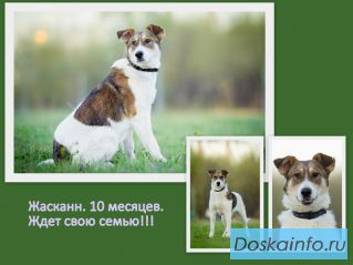 Жасканн ищет семью