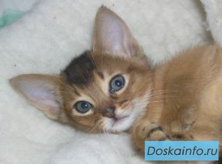 Абиссинские                котята