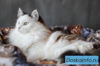 Ищет дом котик Шапочка! 