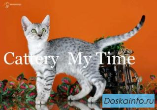 Продаются         Котята    Египетской   МАУ