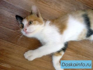 Трехцветная кошечка в добрые руки, 3 мес.
