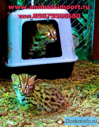 Продажа котят бенгальской кошки.
