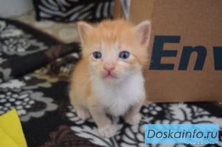 Миленькие котятки ищут дом