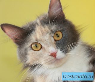 Молоденькая кошечка Дарси в дар.