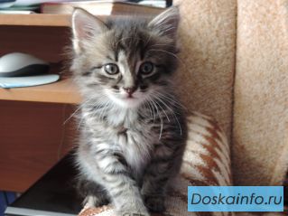Потерялся котёнок!