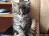 Потерялся котёнок!