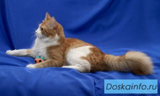 Котик-огонек Тимоша в дар