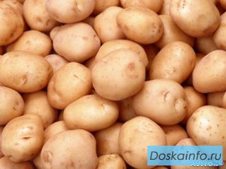 Картофель      оптом         +5 от производителя!