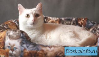 Ищет дом кот Беляк Преображенский