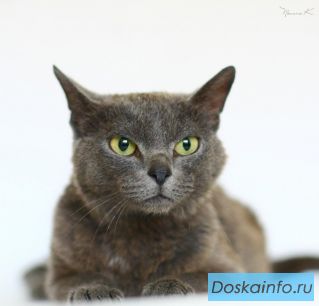 Королевская особа Мишель ищет дом.